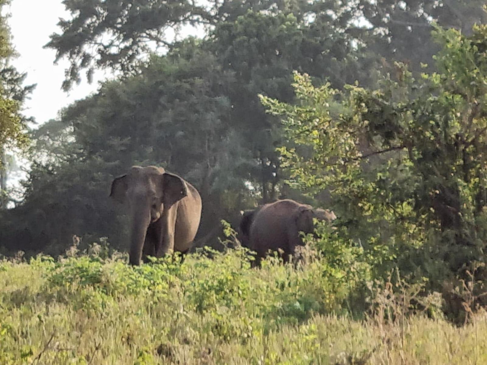 Ethili Lake View & Safari Camp Wellawaya Chambre photo