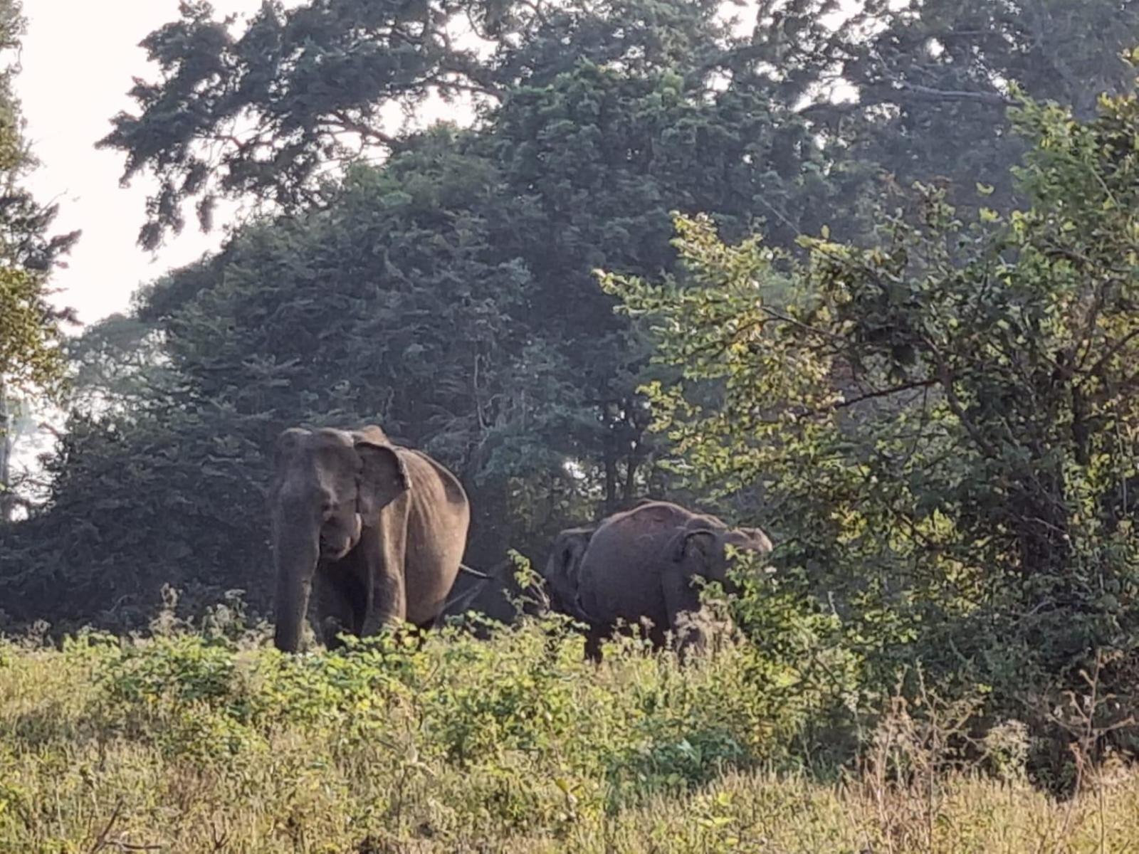 Ethili Lake View & Safari Camp Wellawaya Chambre photo